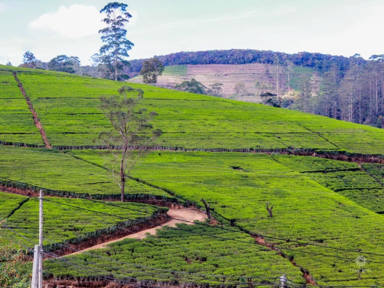 The Tranquill Hotel Nuwara Eliya Exterior photo